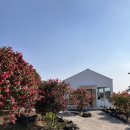 성산읍 고성리마을회관 | 제주도 2박3일 여행(1월)_둘째날 오후일정(동백포레스트/신천목장/성산일출봉)
