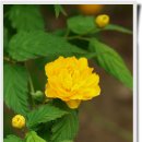 복사꽃향기 이미지