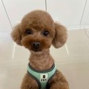 예쁘개해줄개 이미지