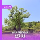 순백의 아름다운 꽃/ 천연 기념물 천곡리 이팝나무와 오백나한을 모신 선지사