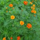 8월 24일 생일화 금잔화(Calendula)
