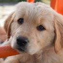 횡성동물병원 이미지