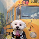 견생폼나개 이미지