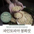 파인토피아봉화잣