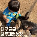 하늘농장 | 대구 근교 아기랑 가볼 만한 곳 동물 먹이 체험 하늘체험농장
