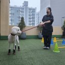 수 애견미용 이미지