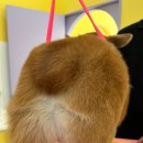 하트애견미용실 이미지