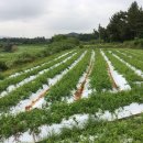 뽑고뽑고 이미지