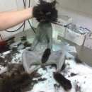 벌거벗은 고양이 Daum카페