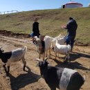 주주목장 이미지