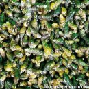 괴강올갱이해장국 이미지