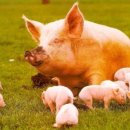 동균농장 이미지