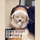 신꼬가세 | 술통에 빠졌나