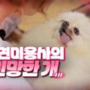 미용하는 퍼피마미 이미지