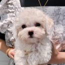 은하수펫샵 이미지