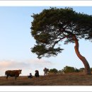 노을빛언덕 이미지