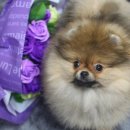 Pom생Pom사 이미지