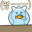 365대패