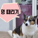 팅커벨