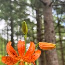 태백 해바라기 축제, 함백산 만항재 야생화, 정암사 여행 이미지