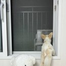 강아지 애착방석 아페토 마약방석 실사용 후기