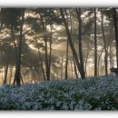 춤의정원 이미지