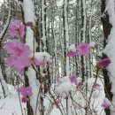 자유하는 이미지