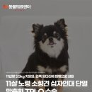 노원N동물의료센터 | 11살 노령 소형 강아지, 십자인대 단열 맞춤형 TPLO 수술, N동물의료센터 노원점