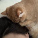 오묘 고양이카페호텔미용 이미지