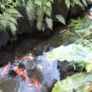 Bloedel Conservatory, Queen Elizabeth Park, Vancouver 이미지