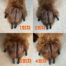 위드 더 독 이미지