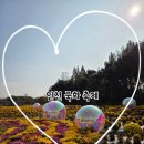 송이야생화 | 꽃축제, 인천 가볼만한곳, 산책하기 좋은 곳, 주말에가볼만한 곳,국화개화상황 야생화단지,솔직후기)