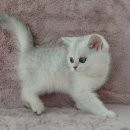 강남고양이분양 러브앤캣 이미지