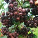 용미농장 이미지