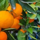 이정미농장 2 이미지