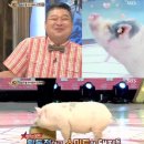 돼지삼형제 이미지