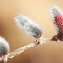 버들강아지 이미지