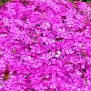 고달면사무소 이미지