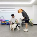 매너독반려견교육센터 이미지
