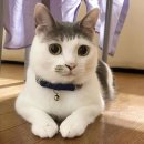 뿌야PC방 | 연예인 따라서 머리 자르면 안 되는 이유