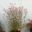 고운초등학교 이미지