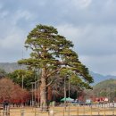 정이품송 공중화장실 이미지