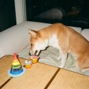 반려반상 이미지