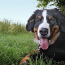 이루다 동물메디컬센터 이미지