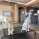 드림애견학교 이미지