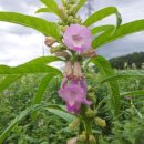 생물자원연구소 이미지