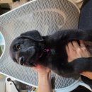 리트리버 가정분양 이미지