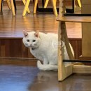 Ma-Chat 마샤 고양이가 있는 카페 . 나의 사심을 채우기 위해 내돈내산 방문한 카페