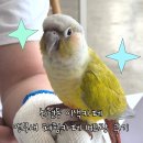 인천 이색카페 앵무새카페 버드랑 : 체험형 앵무새 카페 힐링 후기