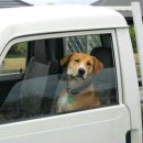 귀여워, 댕댕이 이미지